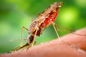 malyarijnyj-komar