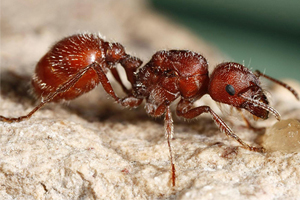 krasnii-myraveii
